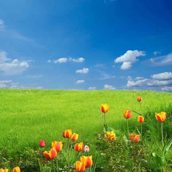 Frühling — Stockfoto