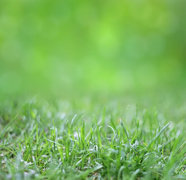 Fundo verde com borrão e grama — Fotografia de Stock