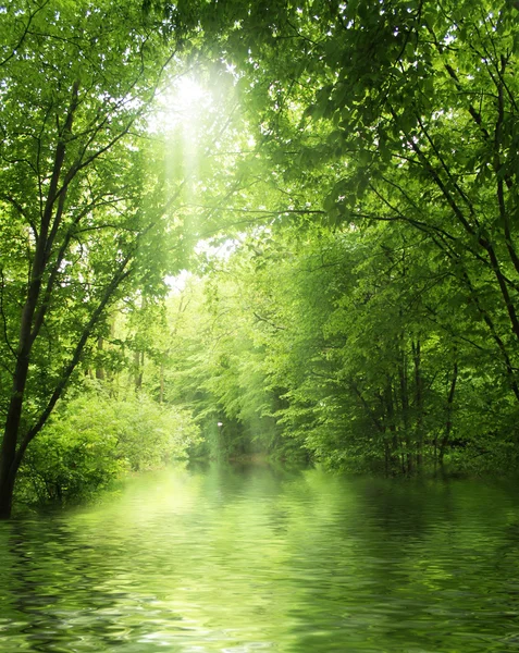 Ηλιαχτίδα στο καταπράσινο δάσος με νερό — Φωτογραφία Αρχείου