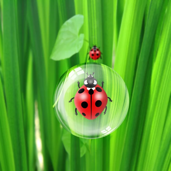 Çiğ ve ladybugs — Stok fotoğraf