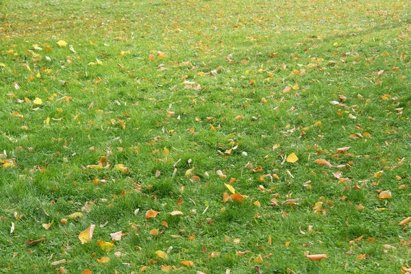 Tapete de outono de grama e folha — Fotografia de Stock