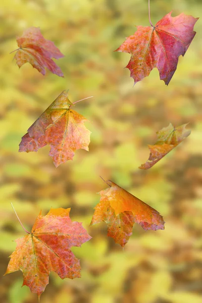 Осенний фон — стоковое фото