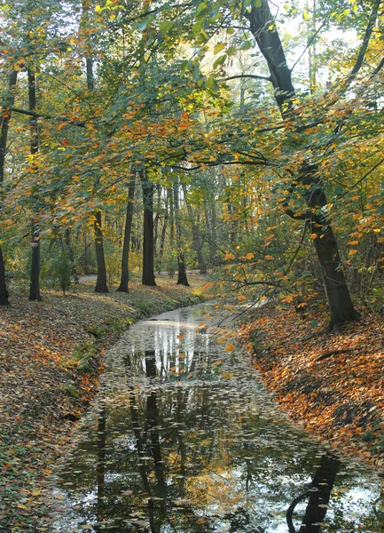 Herbstbäume spiegeln sich im Fluss — Stockfoto