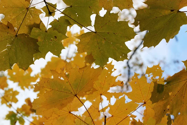 Autumn background — Stock Photo, Image