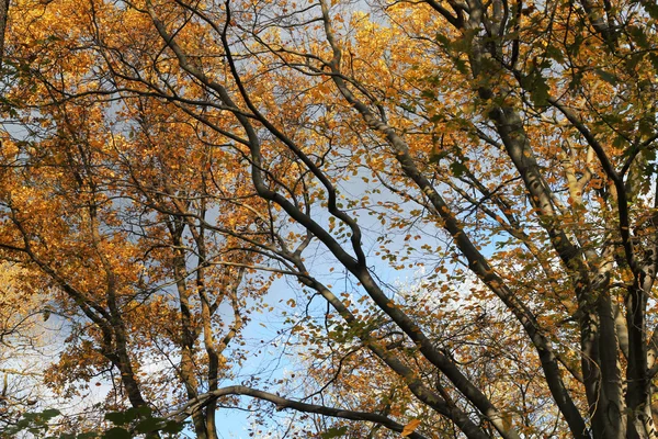 Autumn background — Stock Photo, Image