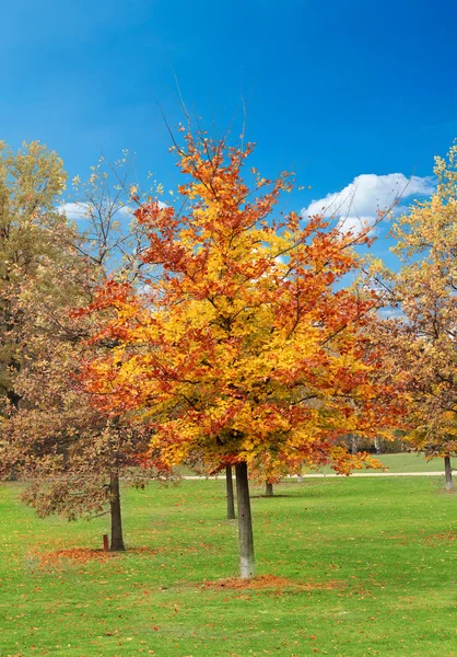 Autumn background — Stock Photo, Image