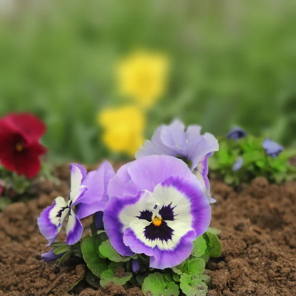 Violettes Stiefmütterchen — Stockfoto