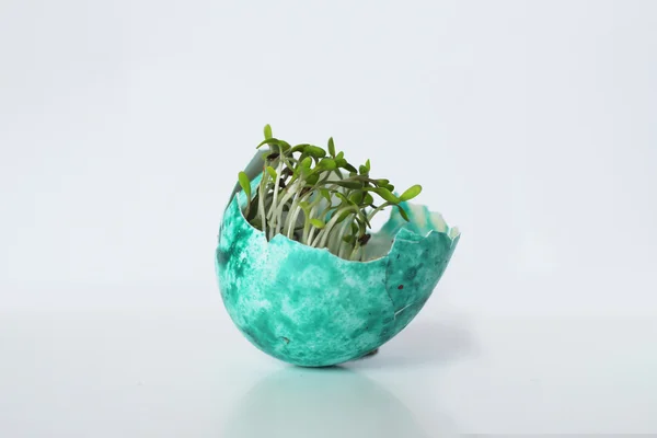 Green grass growing in broken egg — Stock Photo, Image