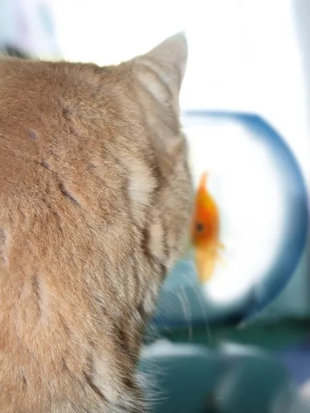 Gato assistindo um peixe dourado em um aquário — Fotografia de Stock