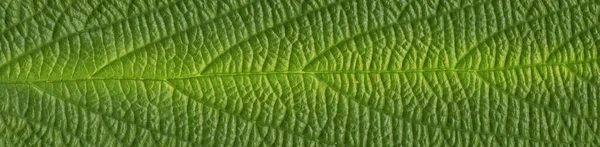Зелений Залишити Текстури Фону — стокове фото