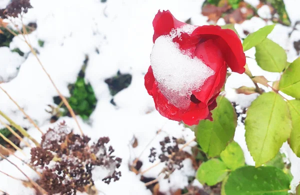Белый Снег Лепестках Роз — стоковое фото