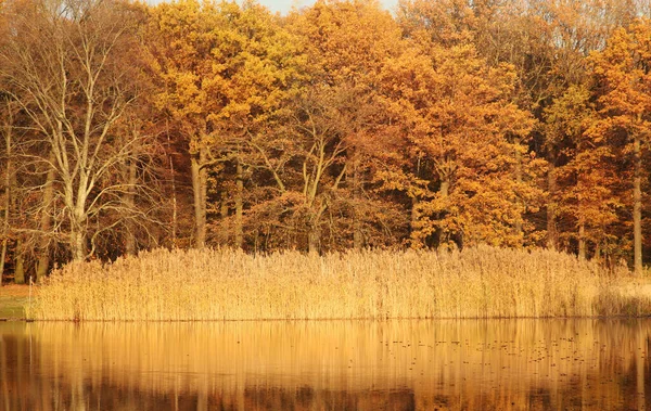 Reflexion Der Bäume See Automn Gelbes Wasser — Stockfoto