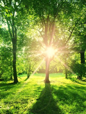 Yaz Güneşli Orman Ağaçları ve Yeşil Çim.