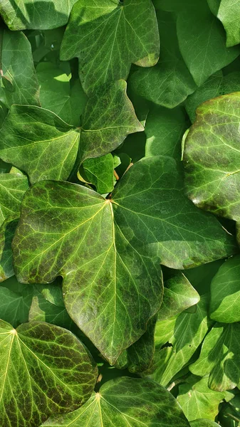 View Green Leaves Texture Background — Stock Photo, Image