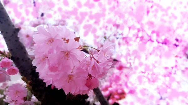 Beautiful Branches Pink Cherry Blossoms Tree — Stock Photo, Image
