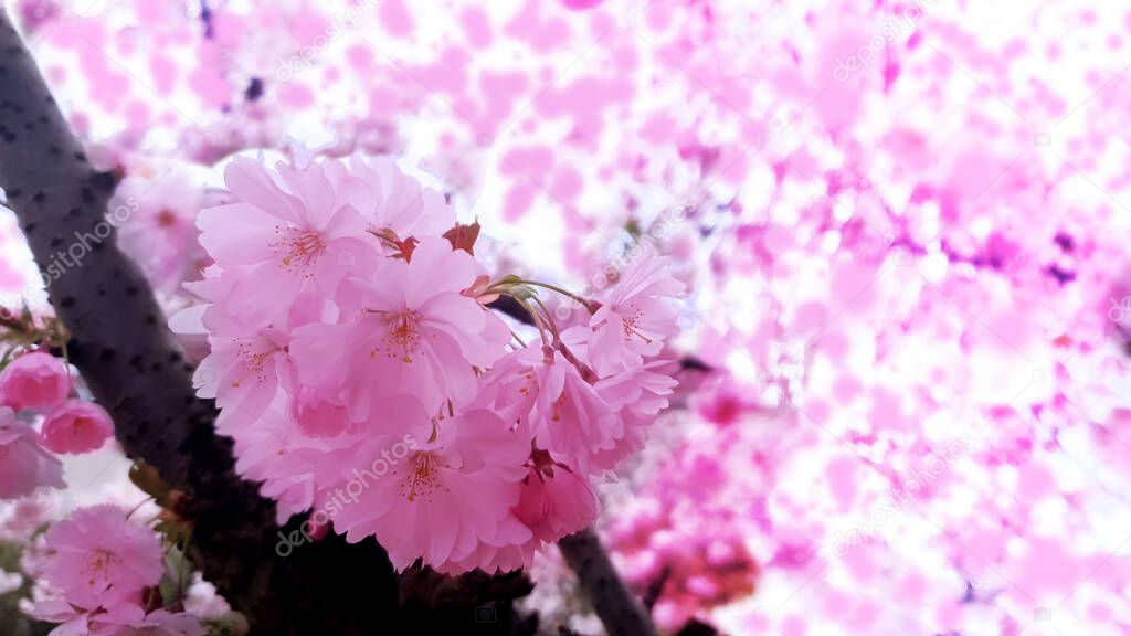beautiful branches of pink Cherry blossoms on the tree