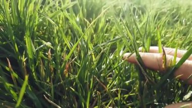 Adamın eli çimlerin yeşil tarlasında hareket ediyor.