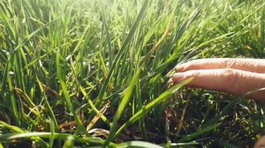  Adamın eli çimlerin yeşil tarlasında hareket ediyor.