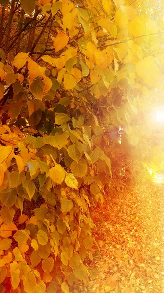 Outono Queda Floresta Outonal Árvores Folhas Outono — Fotografia de Stock