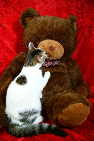 泰迪熊的吻 — 图库照片