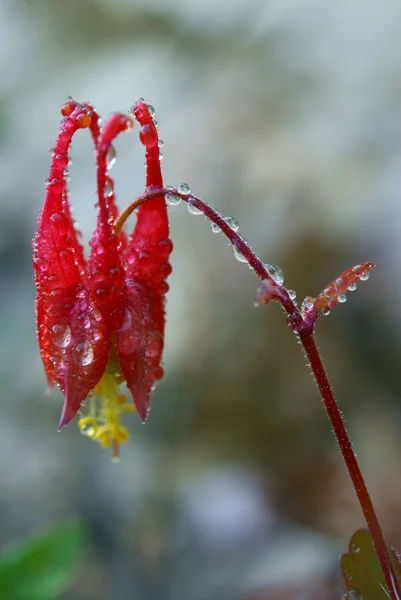 Vilda Akleja (Aquilegia canadensis) Royaltyfria Stockfoton