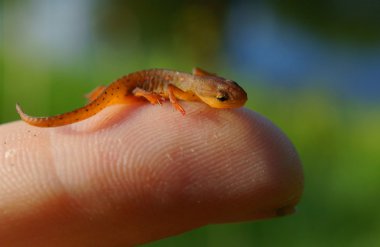 Kırmızı benekli semender (Notophthalmus Viridescens)