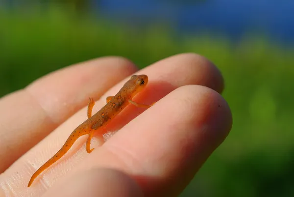 Red-Spotted Newt (Notophthalmus Viridescens) — Stock Photo, Image