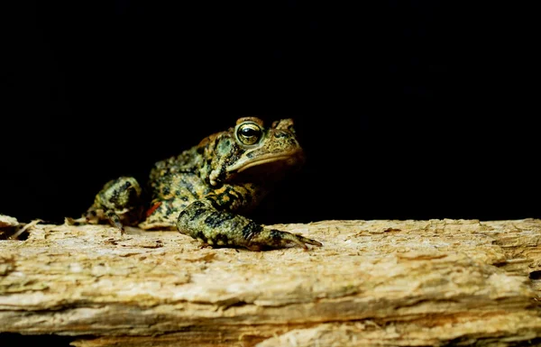 Eastern American Toad (Bufo americanus americanus) — Stock Photo, Image