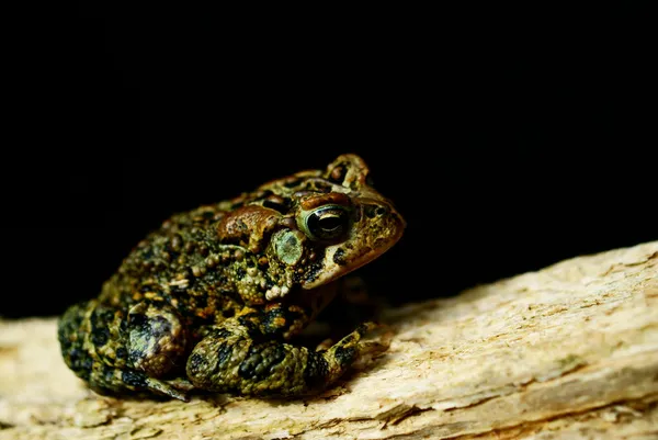 Ostamerikanische Kröte (bufo americanus americanus)) — Stockfoto