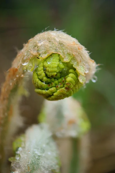 Fiddlehead — стокове фото