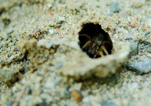 Wolf Spider (Alopecosa tong cuneata) — Stockfoto