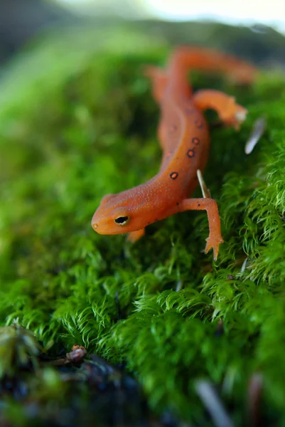 Newt con manchas rojas (Notophthalmus Viridescens ) Fotos de stock libres de derechos