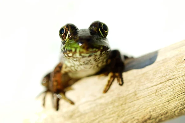 Bull frog Stockbild