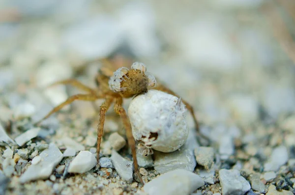 Araña Lobo (Alopecosa cuneata ) Imagen de stock