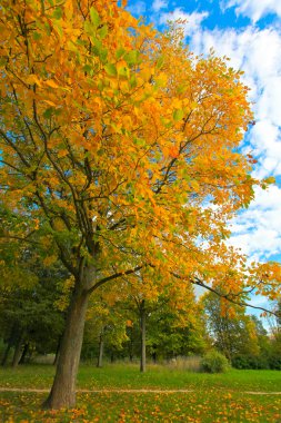 Mavi gökyüzü üzerinde canlı sonbahar pus