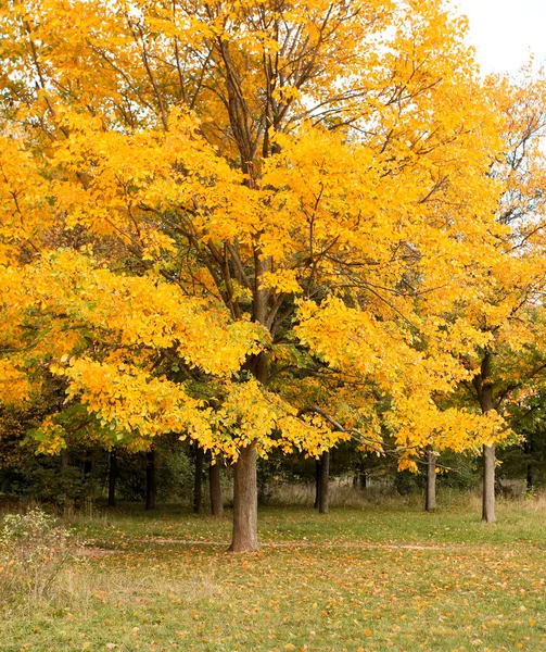 Levande höstliga leafage under blå himmel — Stockfoto