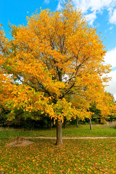 Levande höstliga leafage under blå himmel — Stockfoto