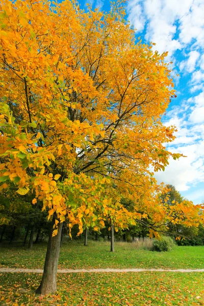 Feuillage automnal vif sur ciel bleu — Photo