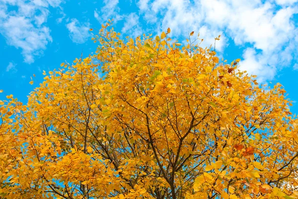 Lebendige Herbstblätter über blauem Himmel — Stockfoto