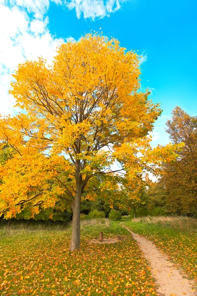 Färgglada träd nära floden — Stockfoto