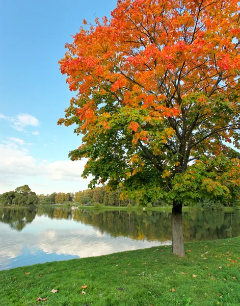 Albero colorato vicino al fiume — Foto Stock