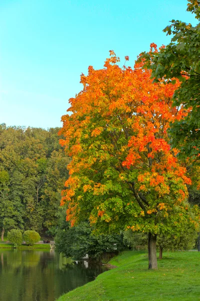 青い空を鮮やかな紅葉 leafage — ストック写真