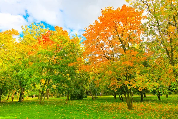 Яркая осенняя листовка над голубым небом — стоковое фото