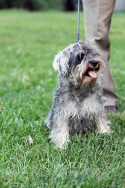 Funny active mini schnauzer in nature