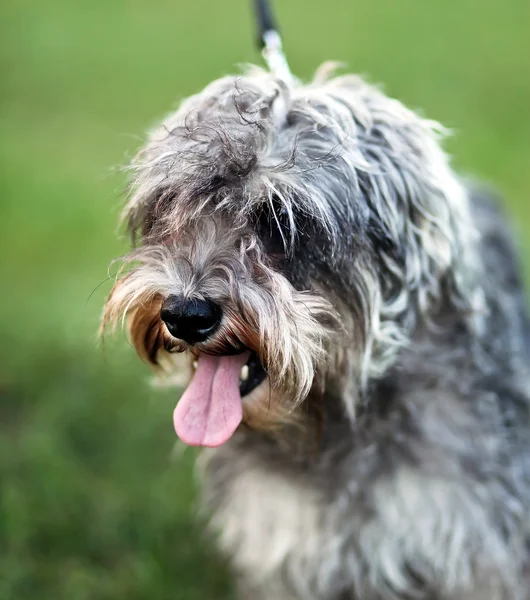 Morsom aktiv mini schnauzer i naturen – stockfoto