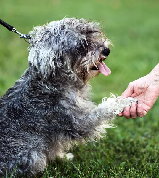 Divertido activo mini schnauzer en la naturaleza — Foto de Stock