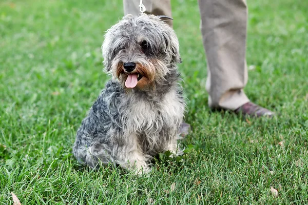 Funny active mini schnauzer in nature — Stockfoto