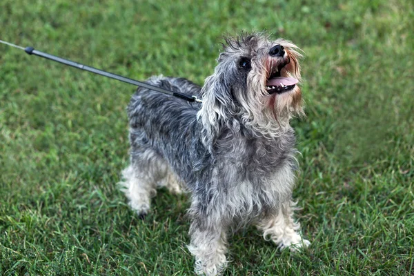 Funny active mini schnauzer in nature — Stockfoto