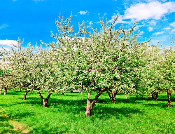 Blommig äppelträd under blå himmel i vår park — Stockfoto