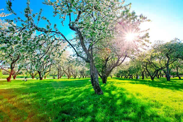 Floral apple trees over blue sky in spring park — Stock Photo, Image